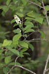 Chokecherry